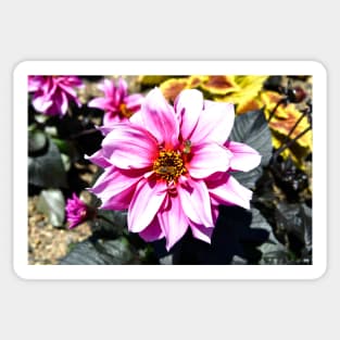 Honey bees & flower / Swiss Artwork Photography Sticker